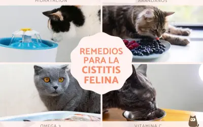 Gatos bebiendo de una fuente, comiendo arándanos, omega 3 y vitamina C. Remedios para la cistitis felina.