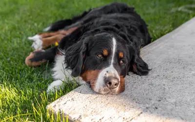 Bernese Mountain Dog leży na trawie, odpoczywając. Pamiętaj, że ksylitol dla psa jest toksyczny!