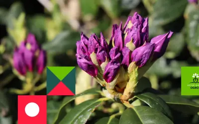 Fioletowe pąki rododendronu, niektóre z widocznymi oznakami chorób, na tle zieleni.