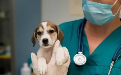 Veterinario Cruz de Piedra: Atención 24 horas para tu mascota