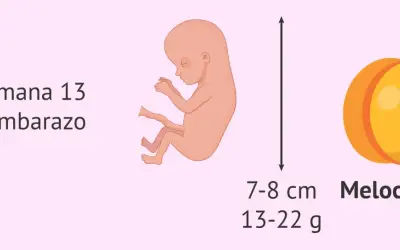 Bebé de 13 semanas de embarazo, mide 7-8 cm y pesa 13-22 g, similar a un melocotón.