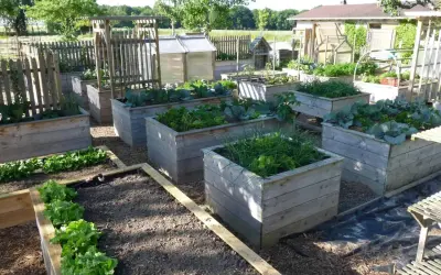Un petit potager bien entretenu avec des bacs en bois remplis de légumes verts, de choux et d'herbes.