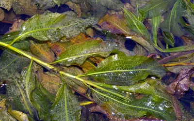 Feuilles vertes et nervurées de Potamogeton lucens flottant dans l'eau, parmi des feuilles mortes.