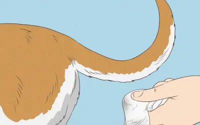 Mano tocando la cola de un perro, posiblemente para evaluar si sufre del síndrome de la cola fría.