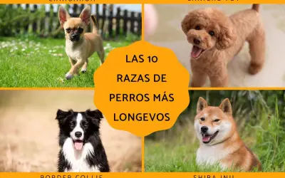 Chihuahua, caniche toy, border collie y shiba inu son algunas de las razas de perro mas longevo.