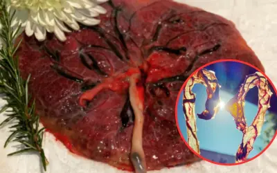 Symboliczne łożysko po porodzie, ozdobione rozmarynem i kwiatem, z widokiem na wysuszone naczynia krwionośne w kształcie serca.