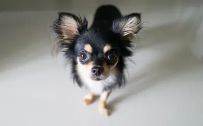 En söt långhårig chihuahua med stora öron tittar upp. Man undrar hur gammal blir en chihuahua, de lever ofta länge!