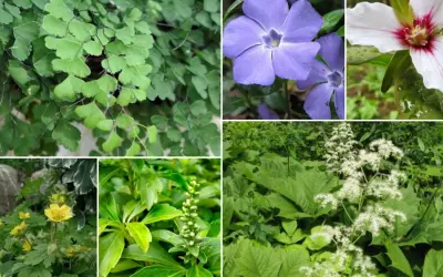 Kwitnące i zielone **rośliny do cienia**: paproć adiantum, barwinek, trillium, jaskry, wilczomlecz i tawuła.