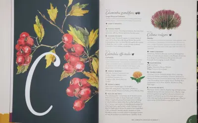 Ilustracja przedstawia literę "C" ozdobioną gałązką z czerwonymi owocami i żółtymi liśćmi. To godło Kuby, symbolizujące naturę i jej dary.