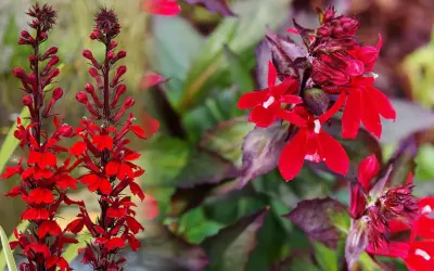 Lobelia czerwona uprawa: Intensywnie czerwone kwiaty lobelii na tle zielonych liści.