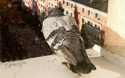 Gołąb na parapecie, z widokiem na ulicę i budynki. Czeka na gołębie, obserwując świat z góry.