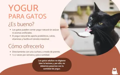 Un gato negro saborea yogur de una cuchara. Los gatos pueden comer yogur natural sin azúcar, es bueno para ellos.