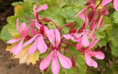 Grappe de fleurs de géranium zonal rose pâle, avec des feuilles vertes dentelées en arrière-plan.
