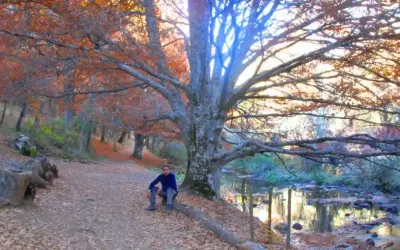 Hombre sentado junto a un arroyo en un bosque otoñal de Montejo de la Sierra, con hojas naranjas y marrones cubriendo el suelo.