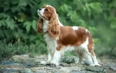 Uroczy pies dla dzieci, Cavalier King Charles Spaniel, o brązowo-białym umaszczeniu, stoi na kamienistej ścieżce wśród zieleni.