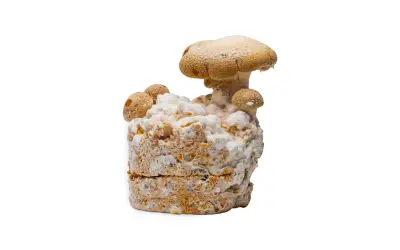 En svampodling med kungsmussling som växer fram. Perfekt för ett spännande kungsmussling recept.
