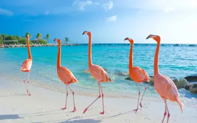 Fem rosa flamingos på en vit sandstrand vid turkost vatten. En idyllisk flamingo beach Aruba-scen med palmer i bakgrunden.