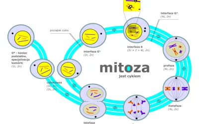 Cykl komórkowy: co to jest mitoza, przedstawiona jako cykl z fazami: interfaza G1, S, G2, profaza, metafaza, anafaza, telofaza i cytokineza.