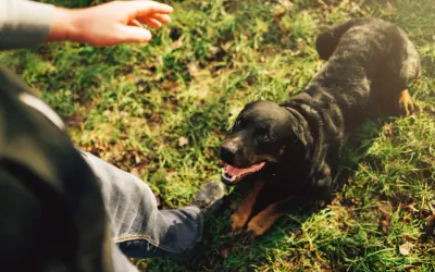 Człowiek uczy psa leżeć na trawie. Rottweiler patrzy na rękę, gotowy do nauki.