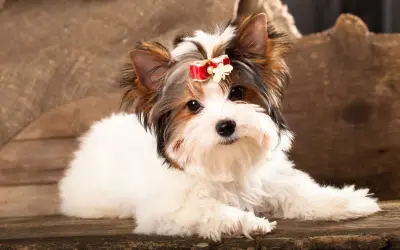 Uroczy Biewer Yorkshire Terrier, jeden z rodzajów yorków, z czerwoną kokardką na głowie, leży na drewnianej desce.