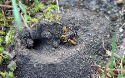 Dzikie pszczoły budują gniazda w ziemi. Jedna z nich, z puszystymi odnóżami, zbliża się do otworu.