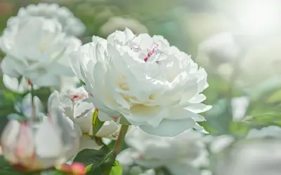 Una hermosa flor blanca de peonía, con pétalos suaves y delicados, se abre bajo la luz del sol.