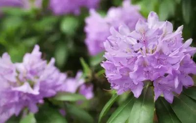 Fioletowe kwiaty rododendronu, choć piękne, mogą być podatne na choroby.