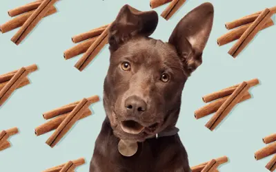 Un perro marrón mira curioso, rodeado de canela. ¿Sabías que los perros pueden comer canela en pequeñas cantidades?