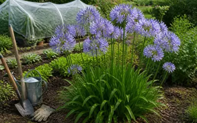 Gros plan sur une agapanthe en fleurs, avec des outils de jardinage à proximité. L'entretien de ces beautés bleues est un plaisir.