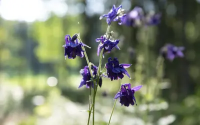 Mörklila aklejor blommar i solljus. Deras unika kronblad liknar små dansande figurer i den lummiga trädgården.