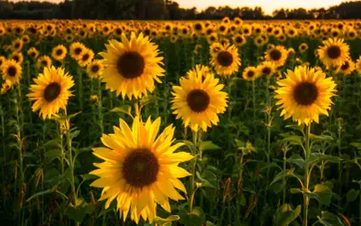 Un campo di girasole fiore baciato dal sole al tramonto. I petali gialli brillano, creando un'atmosfera calda e dorata.