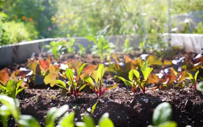 Jeunes pousses de betteraves, parfaites à planter en avril. Le soleil illumine ce potager prometteur.