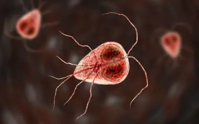 Trofazoity Giardia lamblia, pasożyty jelitowe. Skuteczne lamblia leczenie jest kluczowe dla zdrowia.