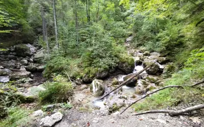 Ein kleiner Bach plätschert über Steine in einem dichten Wald. Die Reichenbachklamm Wanderung führt durch diese idyllische Natur.