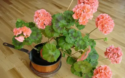 En vacker pelargon i en kopparkastrull. Det är dags att klippa pelargoner för att få dem att blomstra ännu mer.