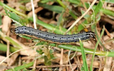 A striped armyworm caterpillar crawls on grass. These hungry larvae are what army worms turn into before becoming moths.