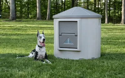 Un grand Dogue Allemand noir et blanc se repose à côté d'un igloo pour chien, prêt à y faire la sieste.