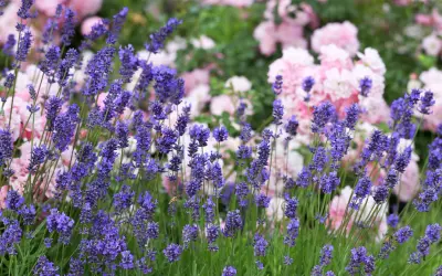Vacker rabatt med lila lavendel och rosa rosor. En bi surrar bland lavendelblommorna, redo att plantera lavendel i rabatt.