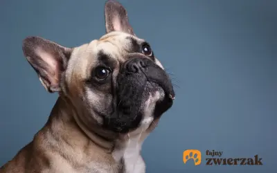 Uroczy buldog francuski, którego waga jest idealna do przytulania, patrzy z zaciekawieniem.