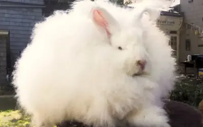 Puszysty królik angora, którego sierść przypomina miękki materiał, siedzi na zewnątrz.