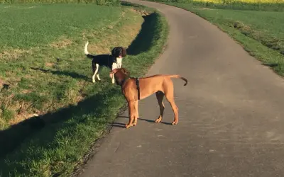 Zwei Hunde auf einem Feldweg. Der braune Hund trägt ein Geschirr, der schwarz-weiße Hund steht daneben. Hoffentlich hat sich keiner eine geprellte Rute beim Hund zugezogen.