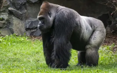 Potężny goryl o ciemnym futrze stoi na trawie. Zastanawiasz się, ile waży goryl? Samce mogą osiągać wagę nawet 200 kg.