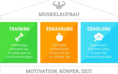 Muskelaufbau: Training, Ernährung und Erholung sind entscheidend. Nährstoffe, Kohlenhydrate, Protein und Fett zur richtigen Zeit helfen beim Muskelaufbau.