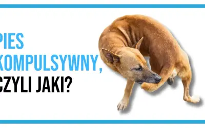 Pies kompulsywny, czyli jaki? Brązowy pies gryzie sobie łapę, co może być objawem OCD u psa.