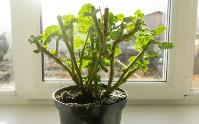 Geranium po zimie, gotowe do przycinania. Pędy z nowymi listkami czekają na odpowiednie cięcie, by pięknie rosły.