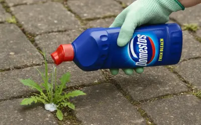 Rękawiczka w zielonej rękawicy wylewa płyn z niebieskiej butelki Domestos na chwasty rosnące między płytkami chodnikowymi.