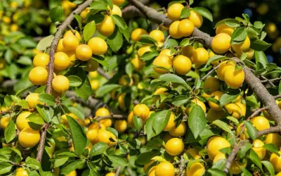 Un mirabellier bien chargé de fruits jaunes. Combien de temps pour avoir des fruits ? Souvent 3 à 5 ans après plantation.
