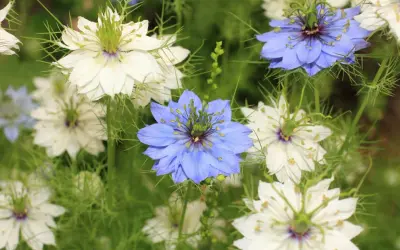 Nigella damascena, czyli czarnuszka, kwitnie w ogrodzie, tworząc bujne kępy białych i niebieskich kwiatów.
