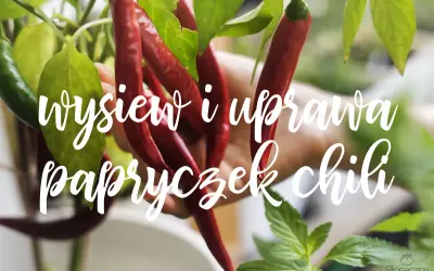 Czerwone i zielone papryczki chili zwisają z gałązek. Napis głosi "wysiew i uprawa papryczek chili".