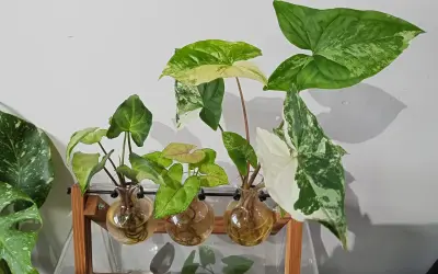 Kilka odmian kwiatu syngonium w szklanych wazonach na drewnianym stojaku, z liśćmi w odcieniach zieleni i bieli.